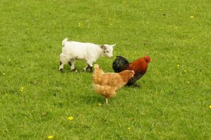 Rosebud Meadow Animals 2 Rosebud Meadow Animals 2