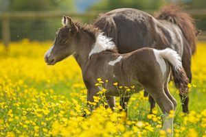 Rosebud Meadow Horses 4