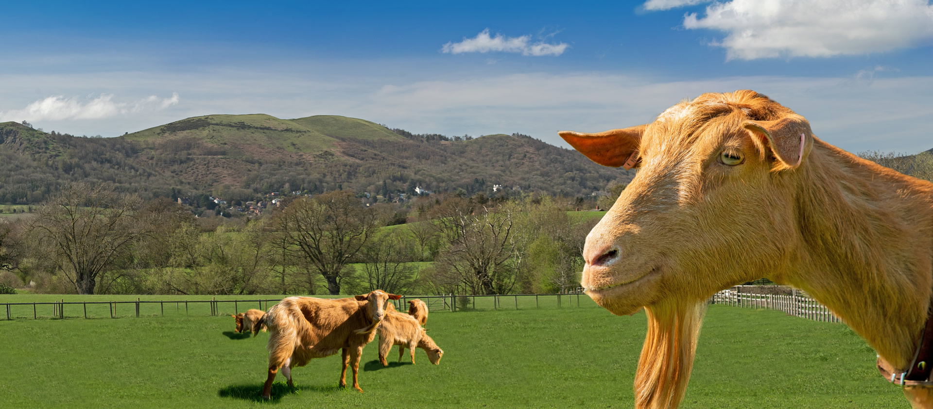 The animals at Rosebud Meadow