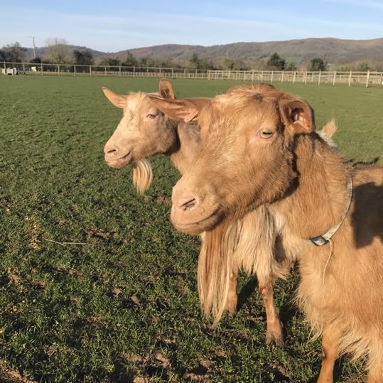 Rosebud Meadow Golden Goats