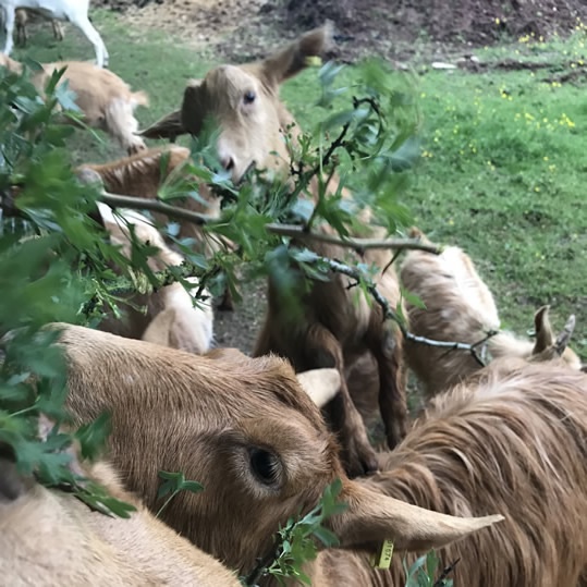 Rosebud Meadow Golden Goats