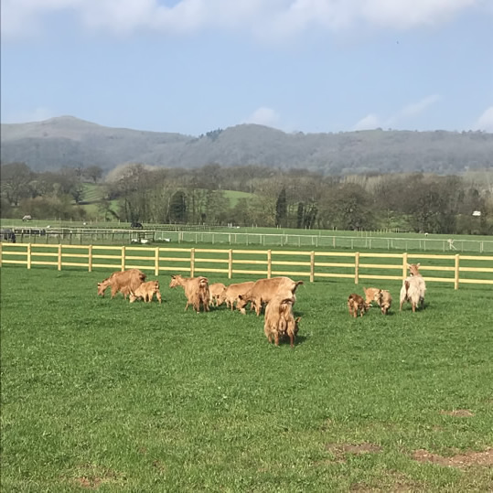 Rosebud Meadow Golden Goats