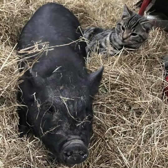 Rosebud Meadow Micro Pigs