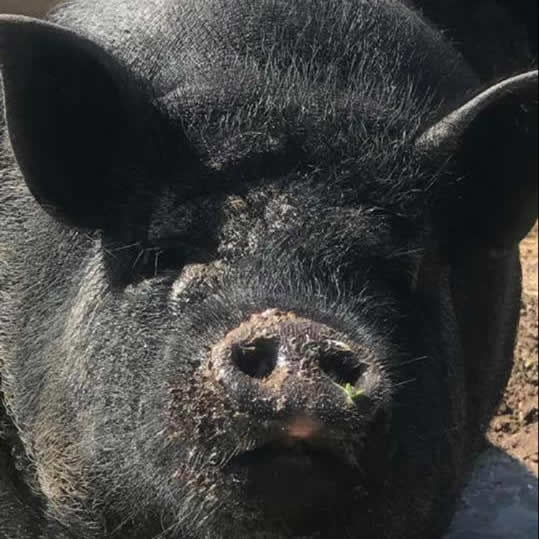 Rosebud Meadow Micro Pigs