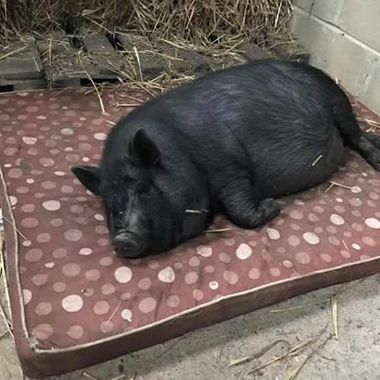 Rosebud Meadow Micro Pigs