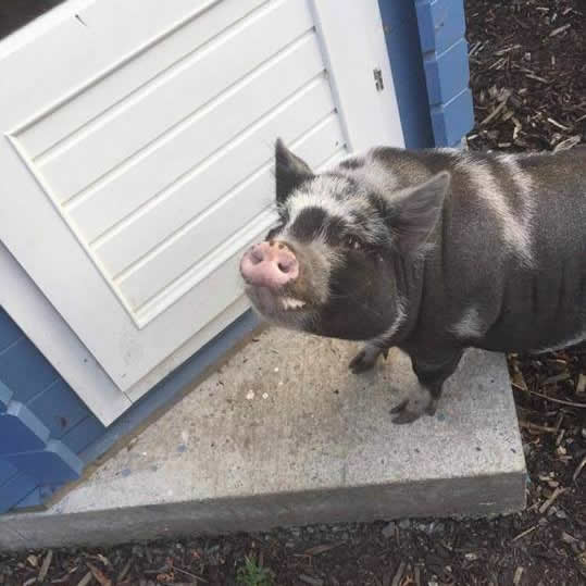 Rosebud Meadow Micro Pigs