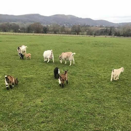 Rosebud Meadow Pygmys