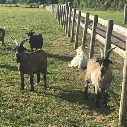 Rosebud Meadow Pygmys