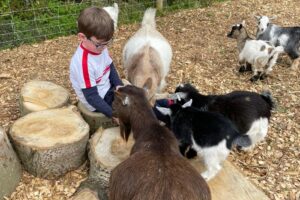 Pygmy Goats